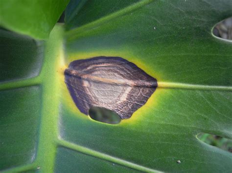 虎尾蘭炭疽病|觀葉植物病害及防治